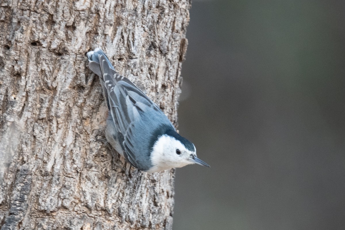 White-breasted Nuthatch - ML620006528