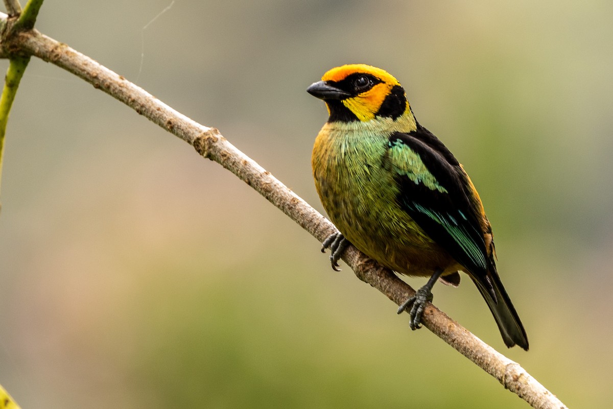 Flame-faced Tanager - ML620006529