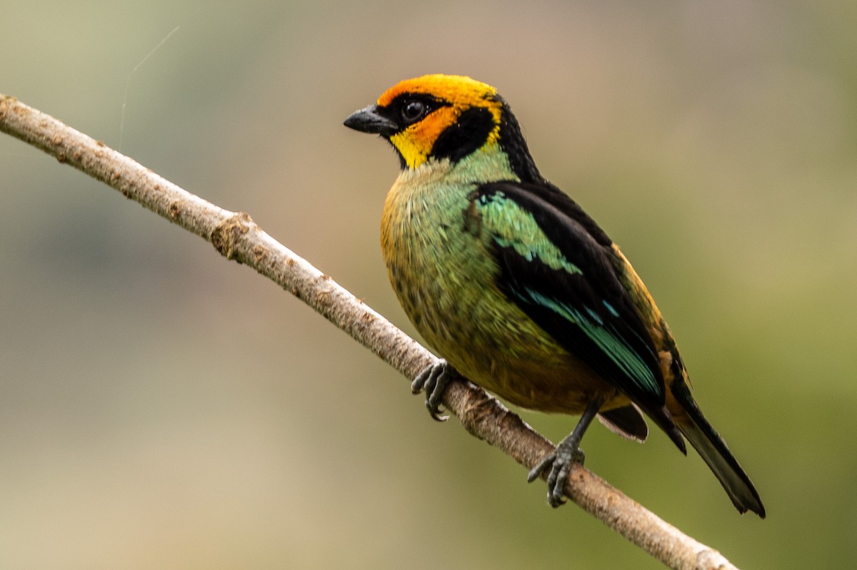 Flame-faced Tanager - ML620006530
