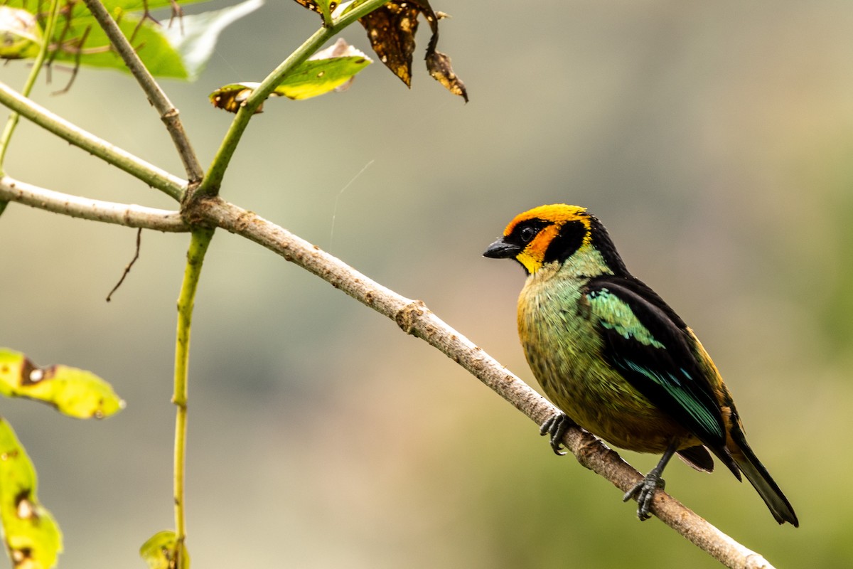Flame-faced Tanager - ML620006531