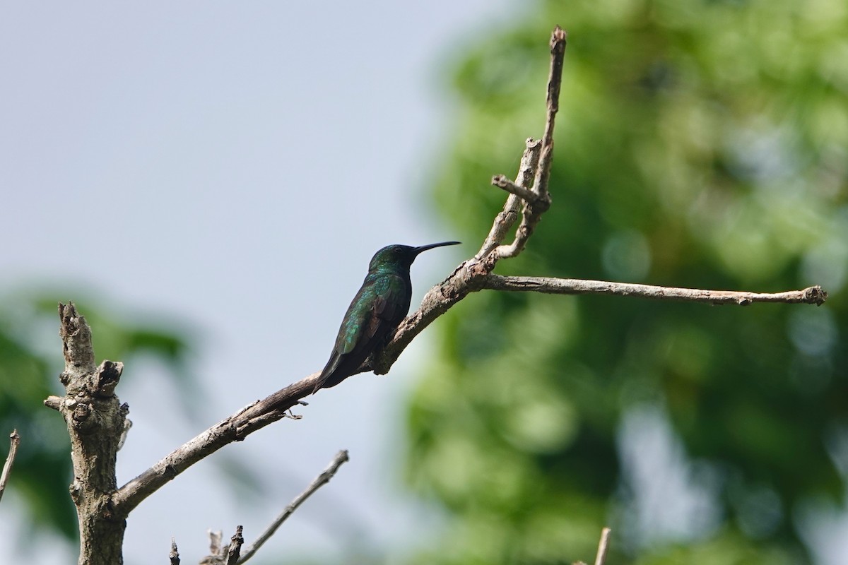 Dominikanermangokolibri - ML620006533