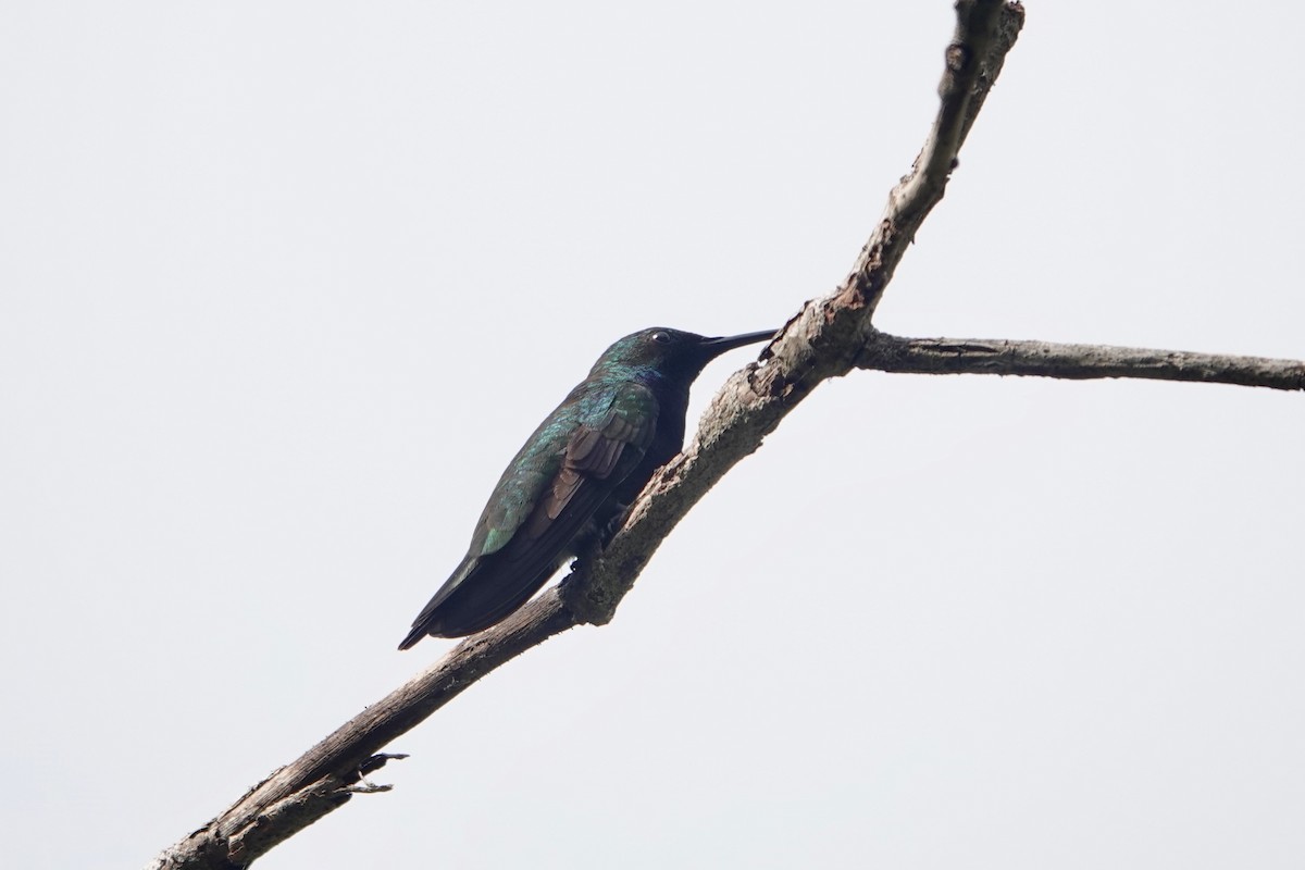 kolibřík hispaniolský - ML620006534