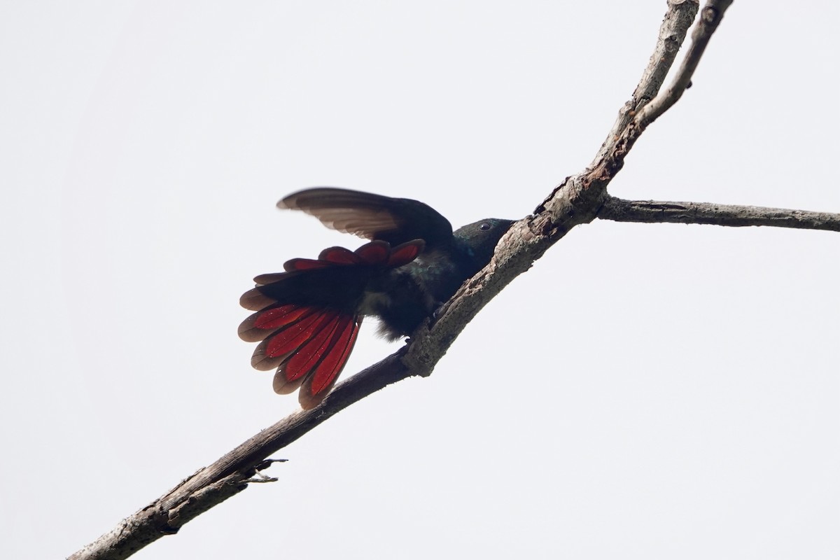 kolibřík hispaniolský - ML620006536