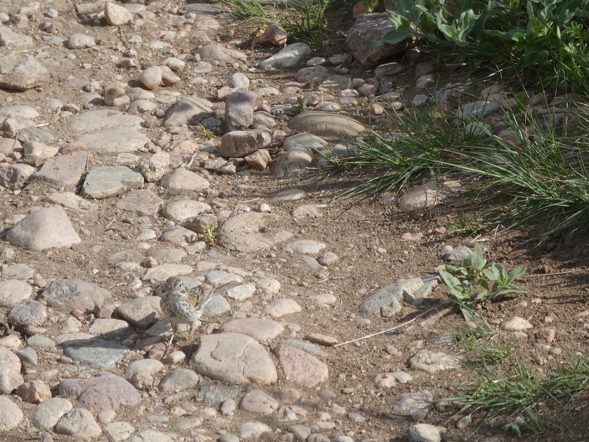 Vesper Sparrow - ML620006542