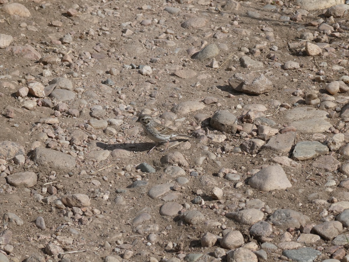 Vesper Sparrow - ML620006543