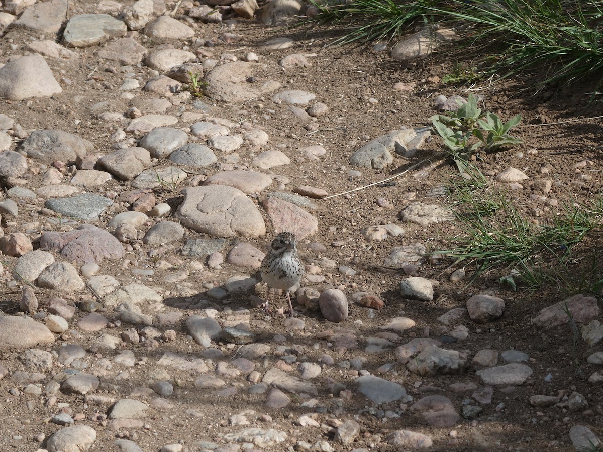 Vesper Sparrow - ML620006544