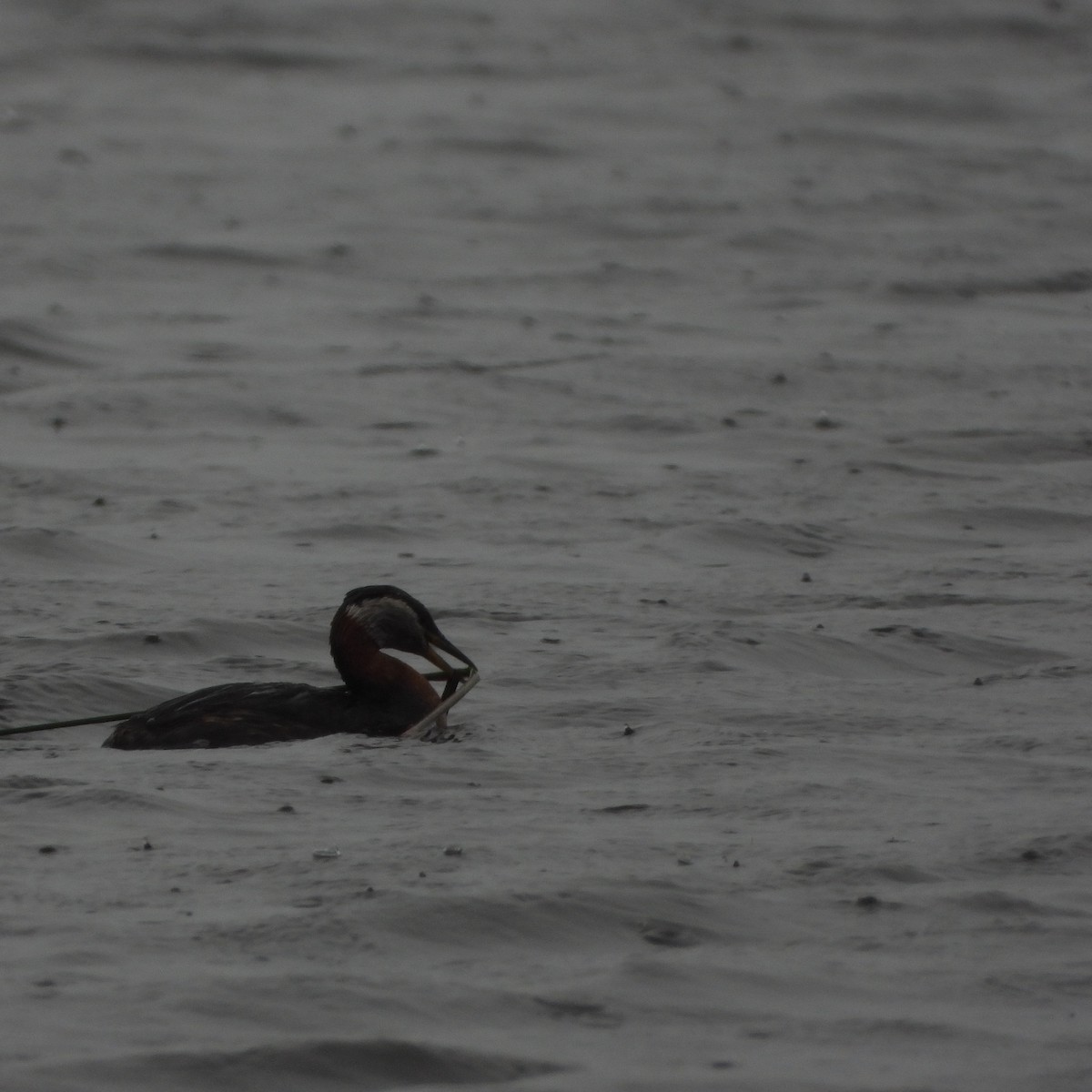 Red-necked Grebe - ML620006545