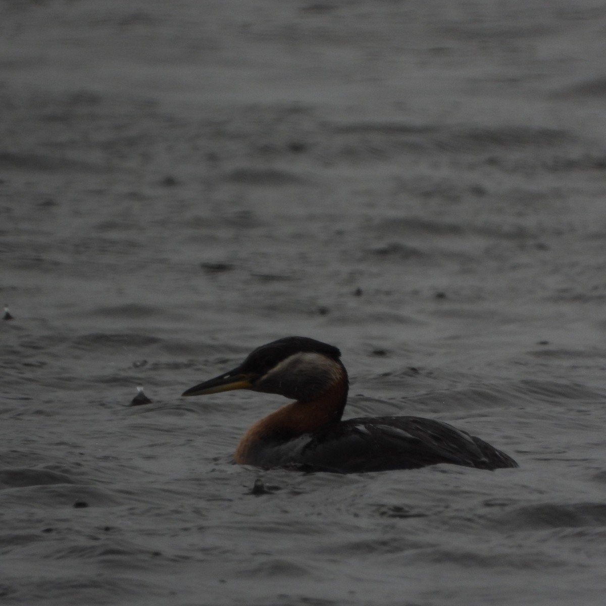 Red-necked Grebe - ML620006546