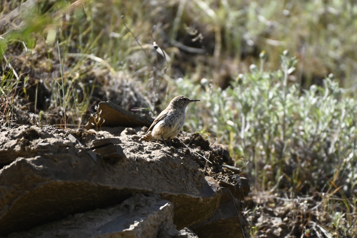 Rock Wren - ML620006550