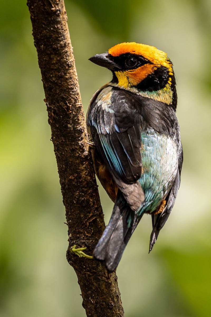Flame-faced Tanager - ML620006571