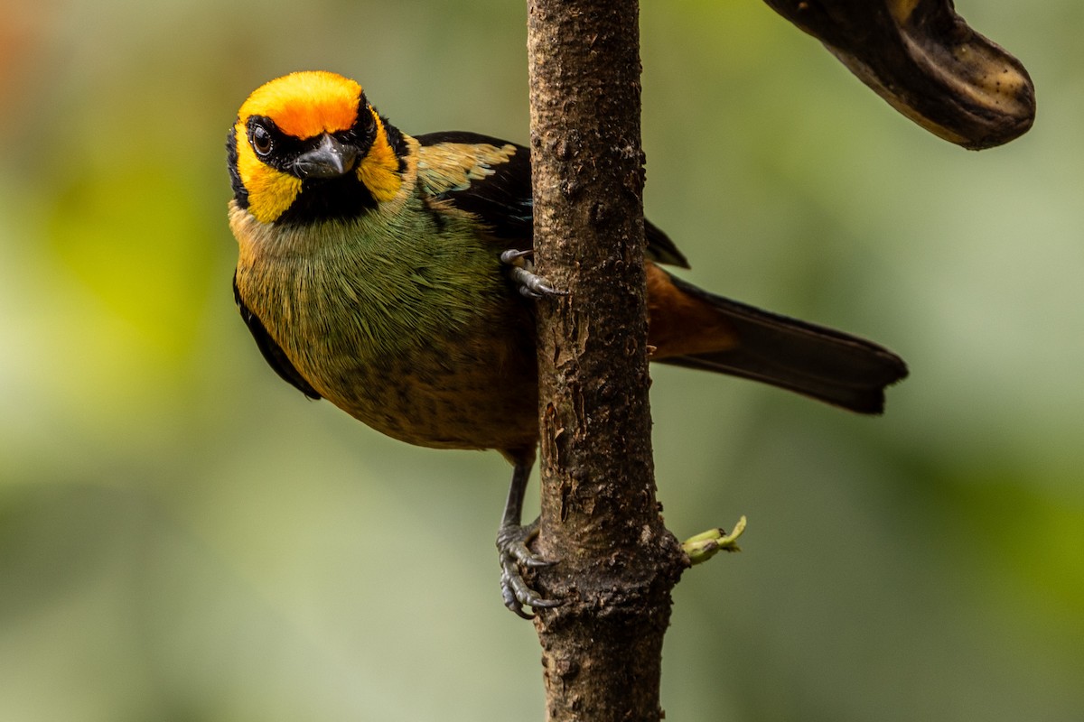Flame-faced Tanager - ML620006573