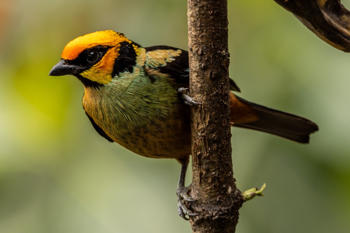 Flame-faced Tanager - ML620006574