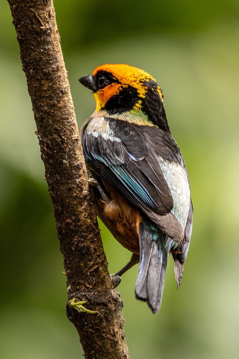 Flame-faced Tanager - ML620006575