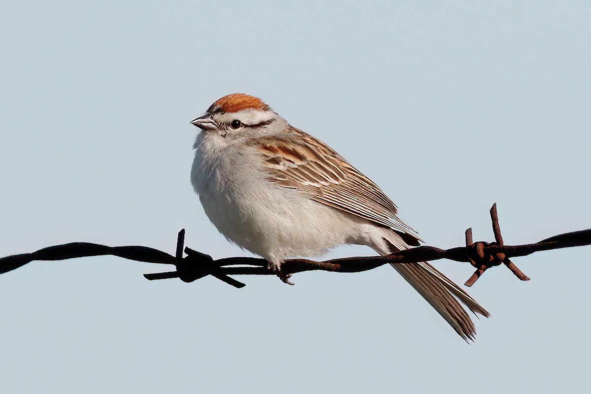 Chipping Sparrow - ML620006577