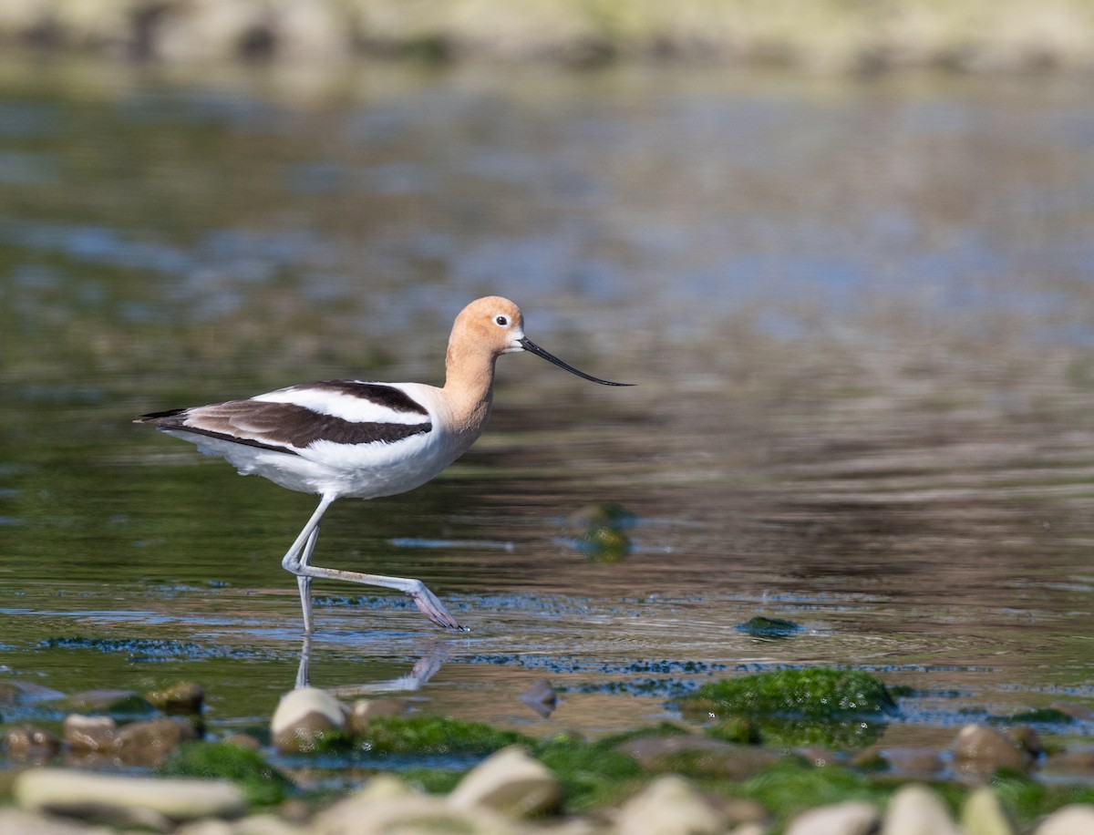 American Avocet - ML620006579