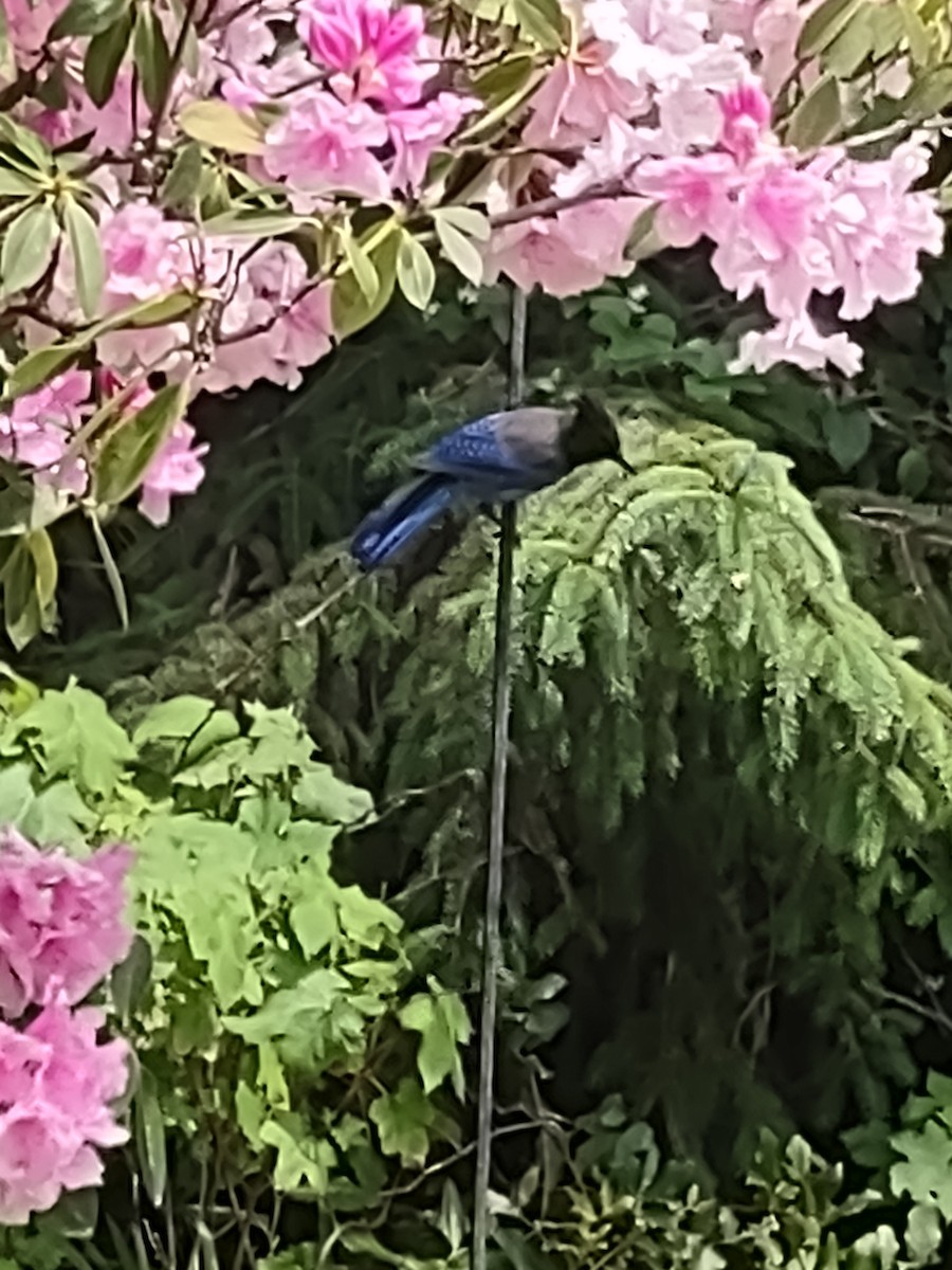 Steller's Jay - ML620006581