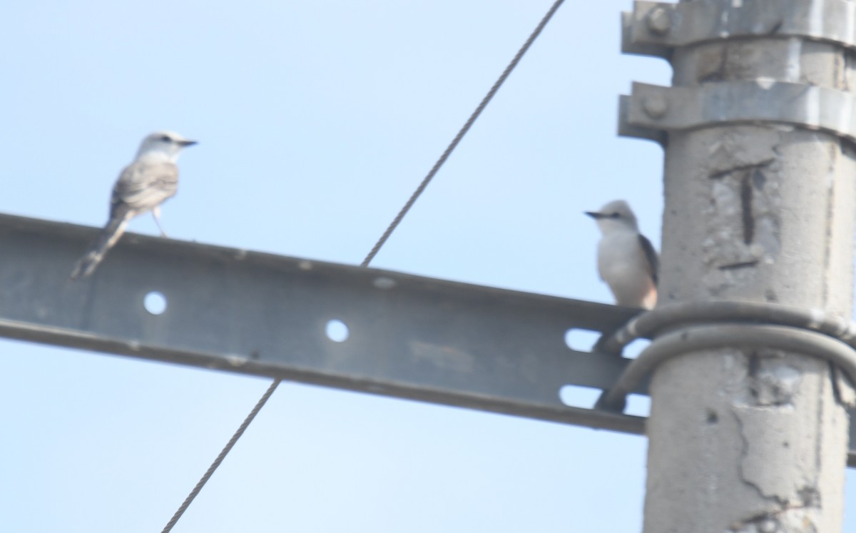 Scissor-tailed Flycatcher - ML620006583