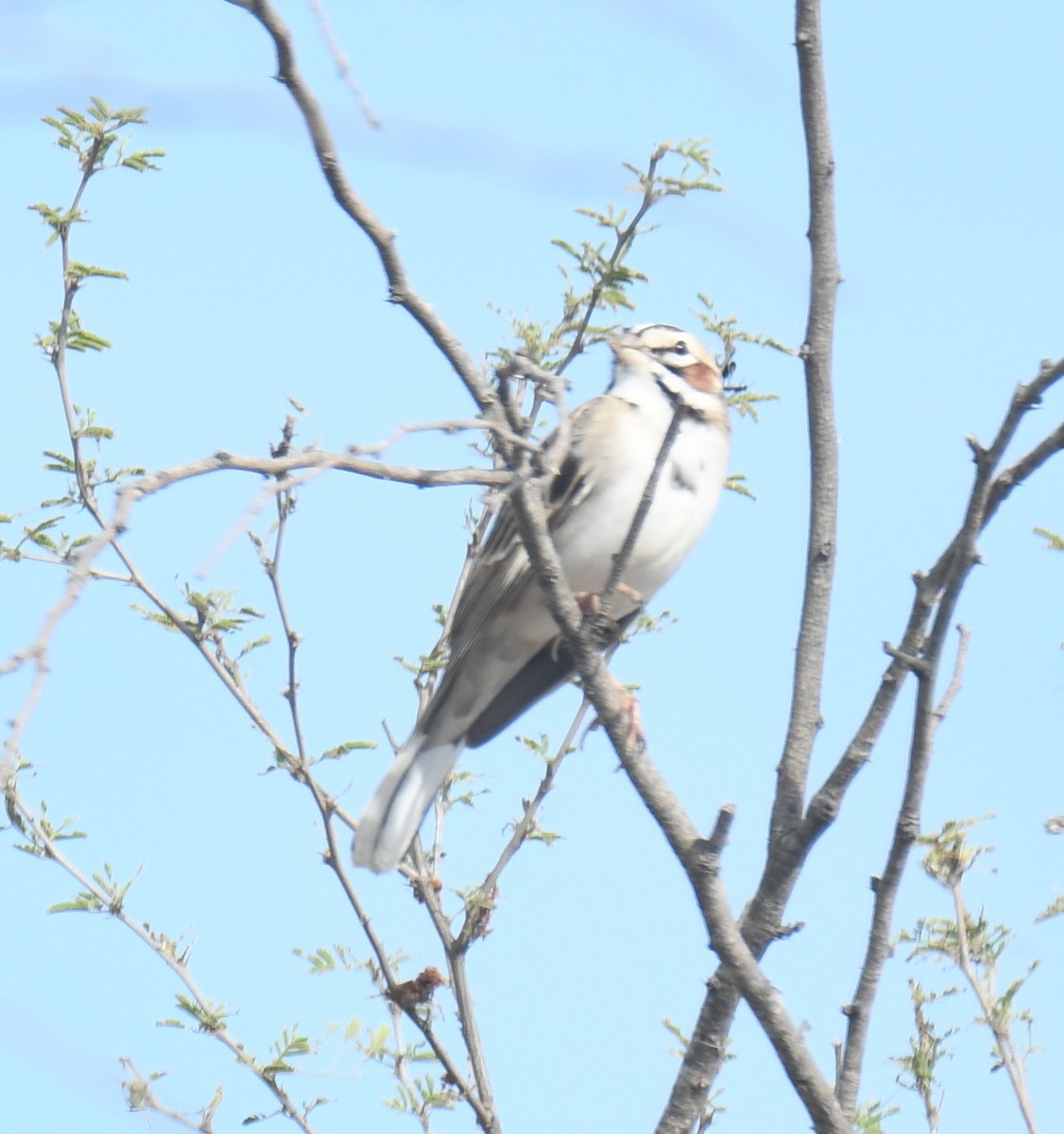 Lark Sparrow - ML620006593