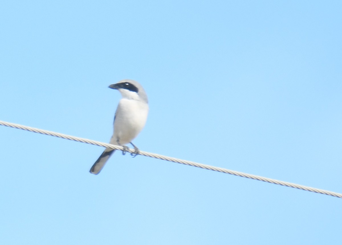 Loggerhead Shrike - ML620006594