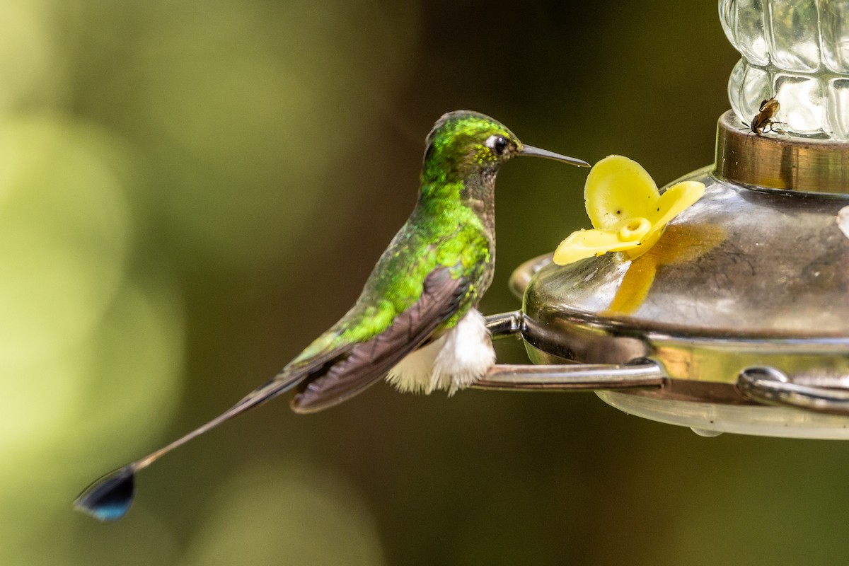 White-booted Racket-tail - ML620006595