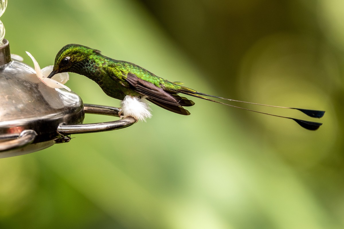 White-booted Racket-tail - ML620006596