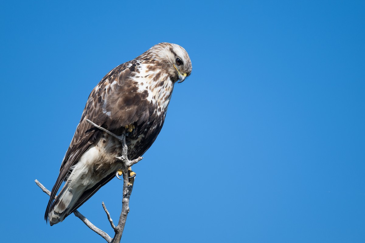 Rough-legged Hawk - ML620006602