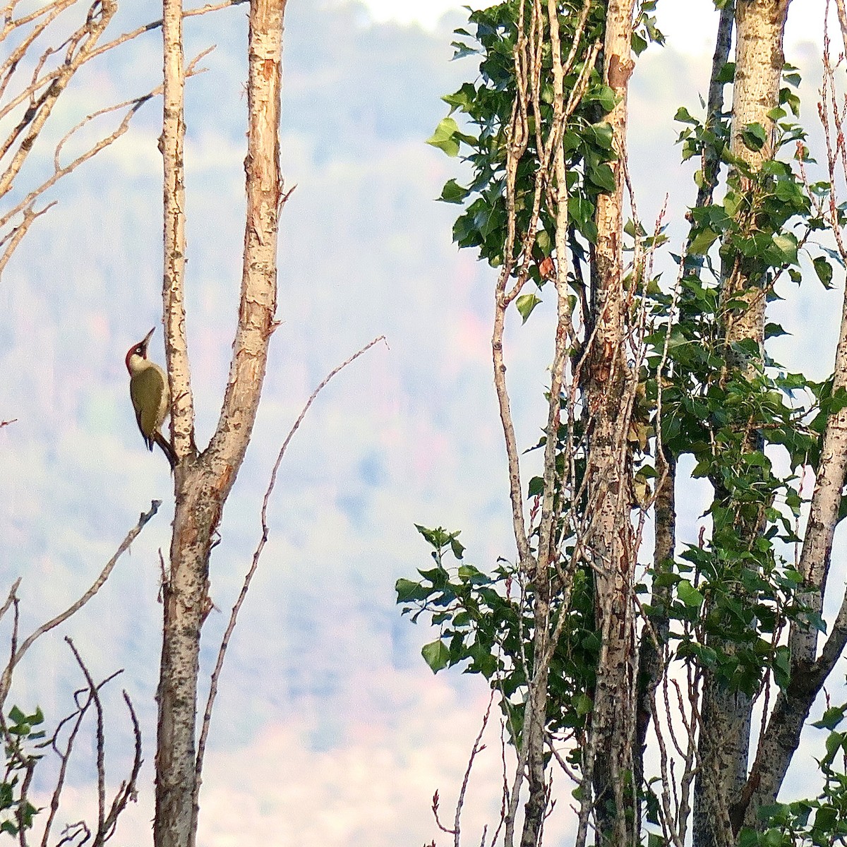 Eurasian Green Woodpecker - ML620006604