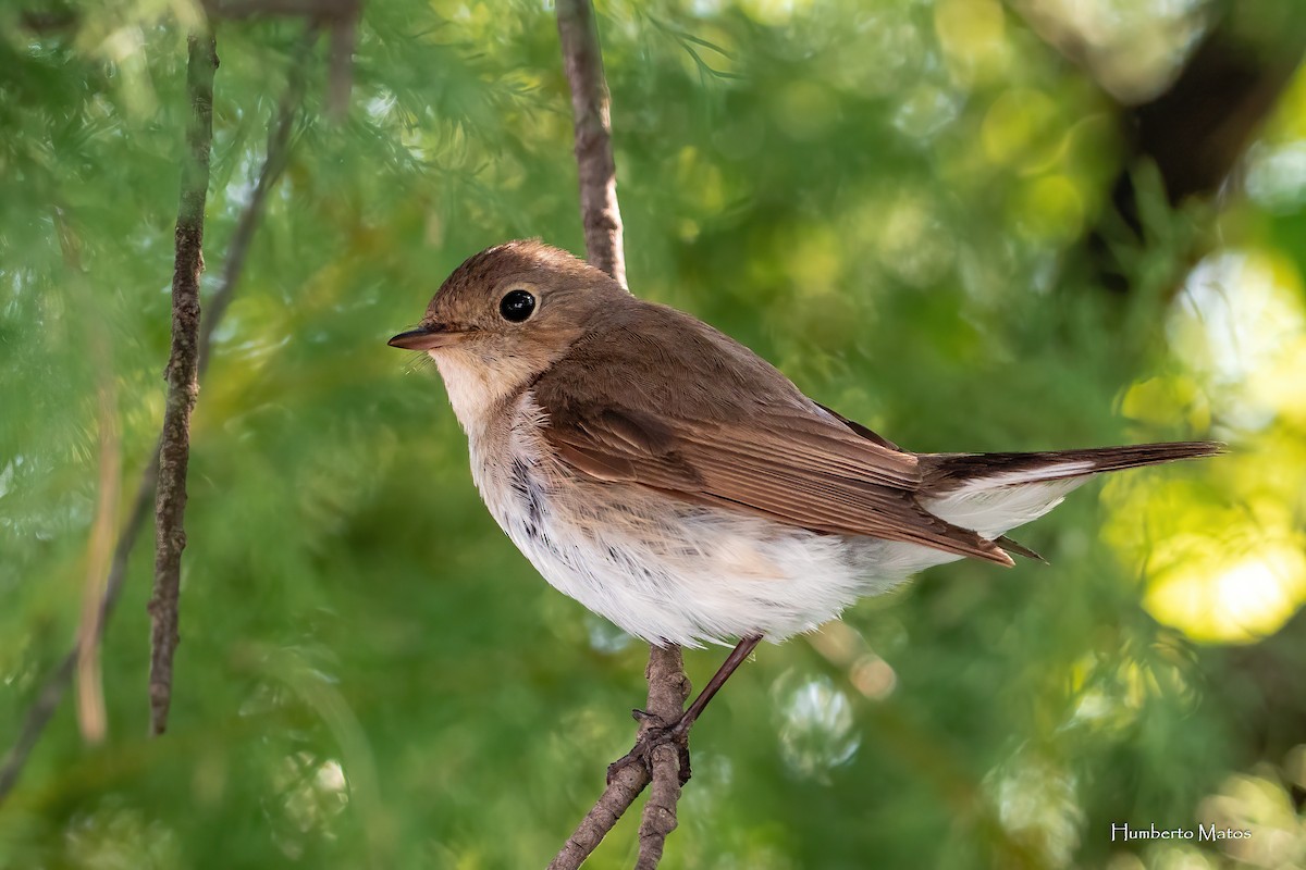 Red-breasted Flycatcher - ML620006607