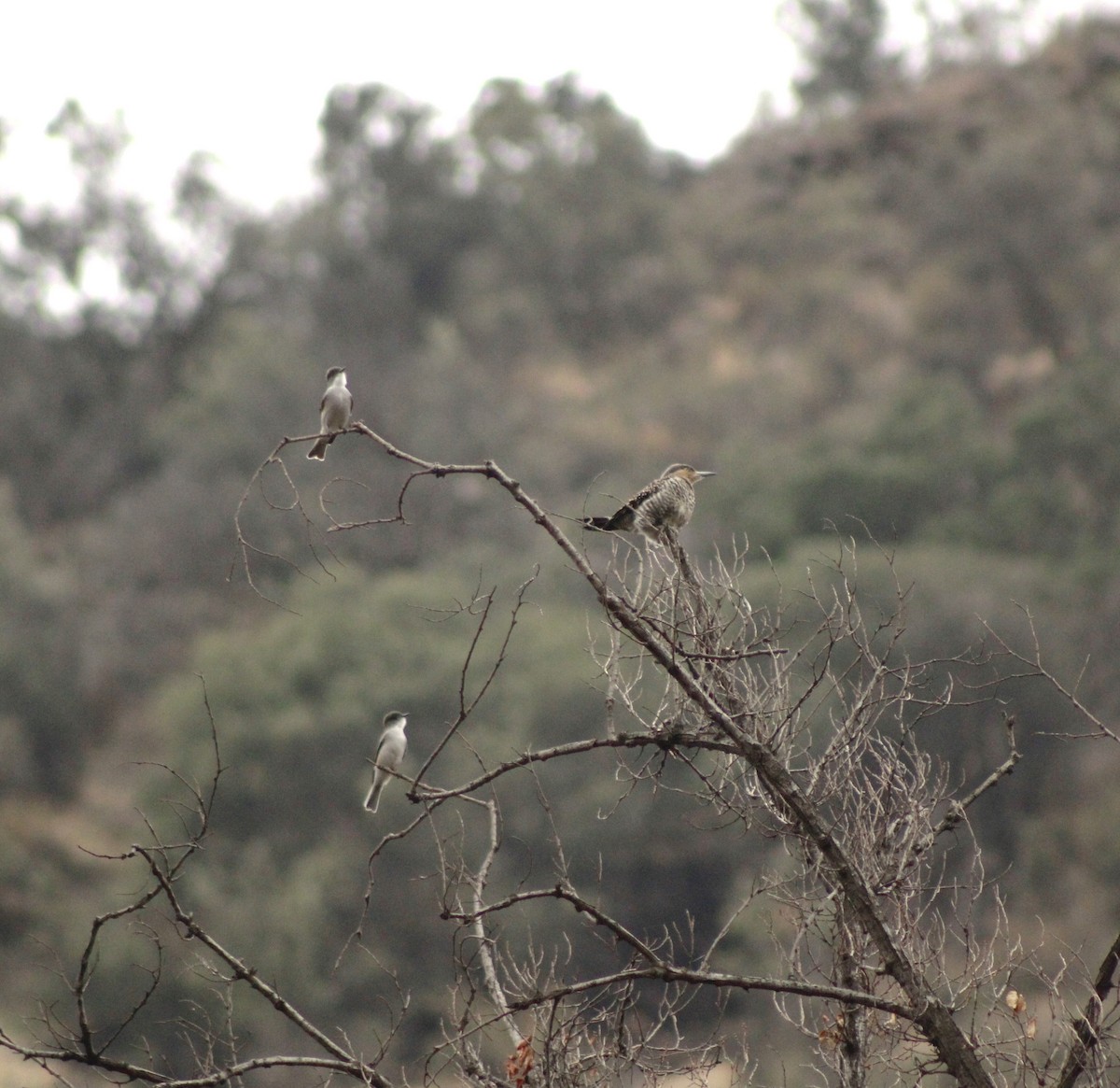 Chilean Flicker - ML620006615