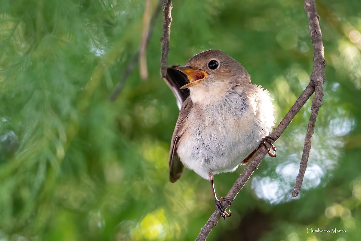 Red-breasted Flycatcher - ML620006616