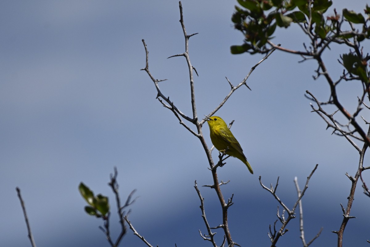 Paruline jaune - ML620006618