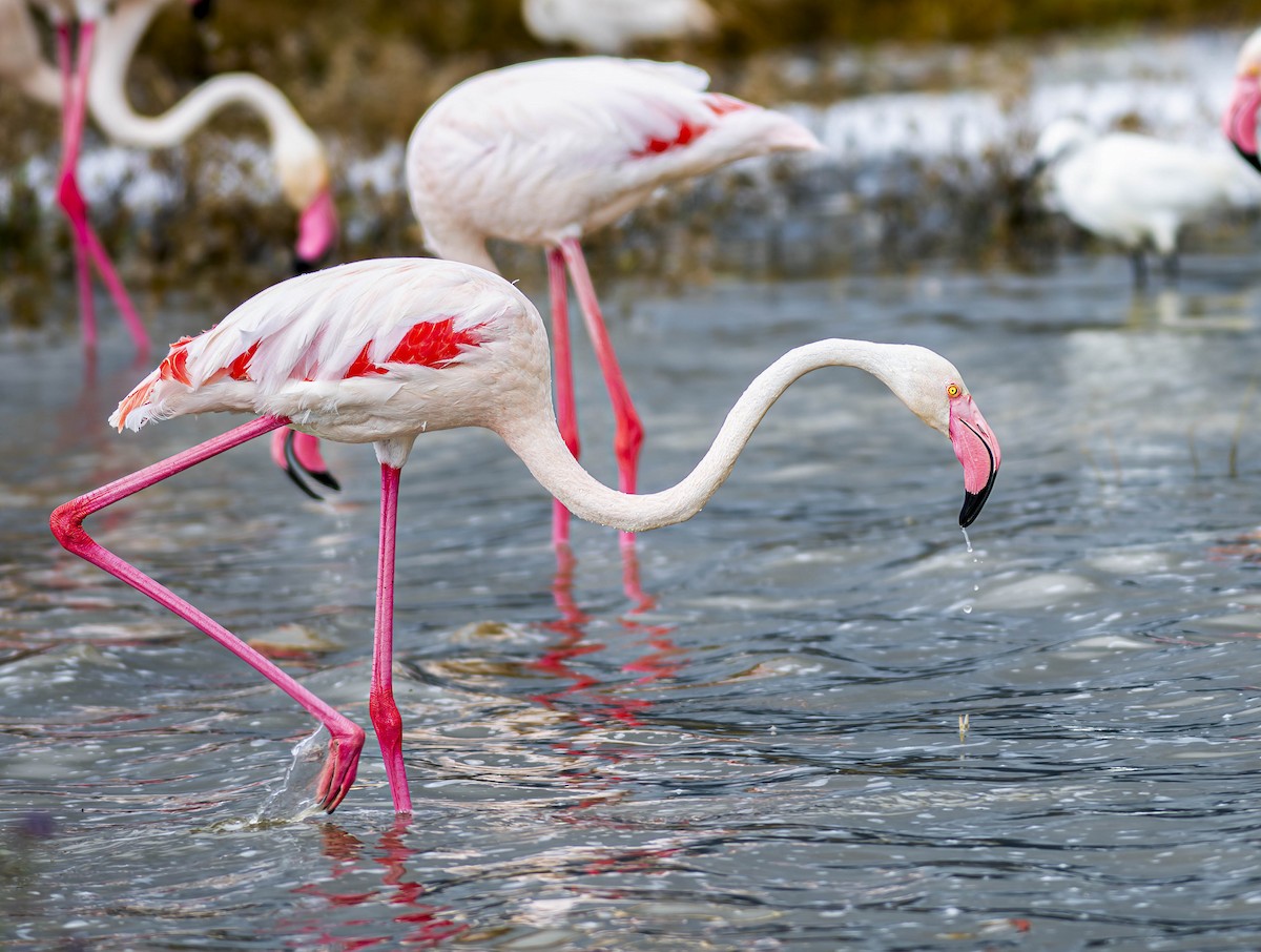 Greater Flamingo - ML620006623