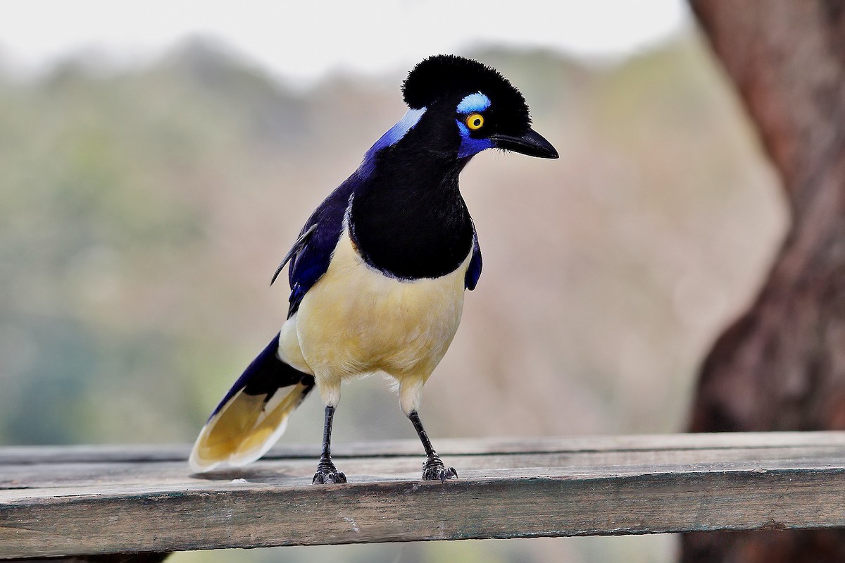 Plush-crested Jay - ML620006635