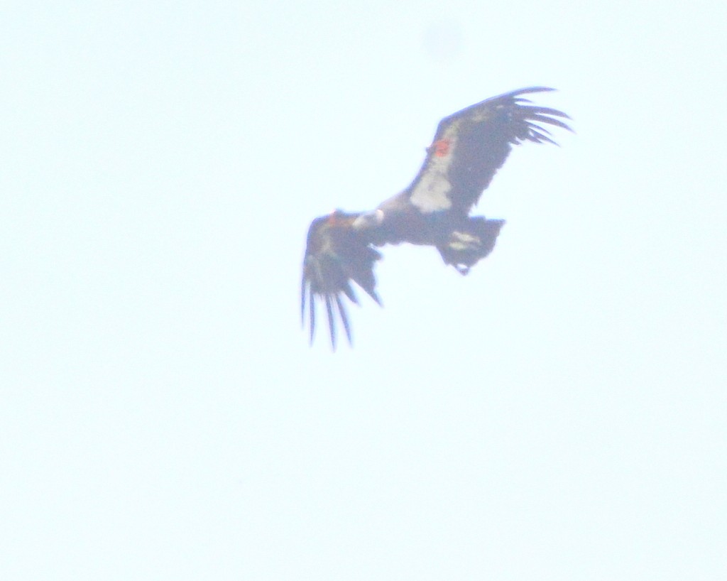 Condor de Californie - ML620006641