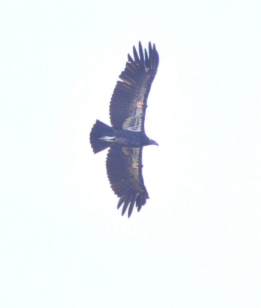 Condor de Californie - ML620006643
