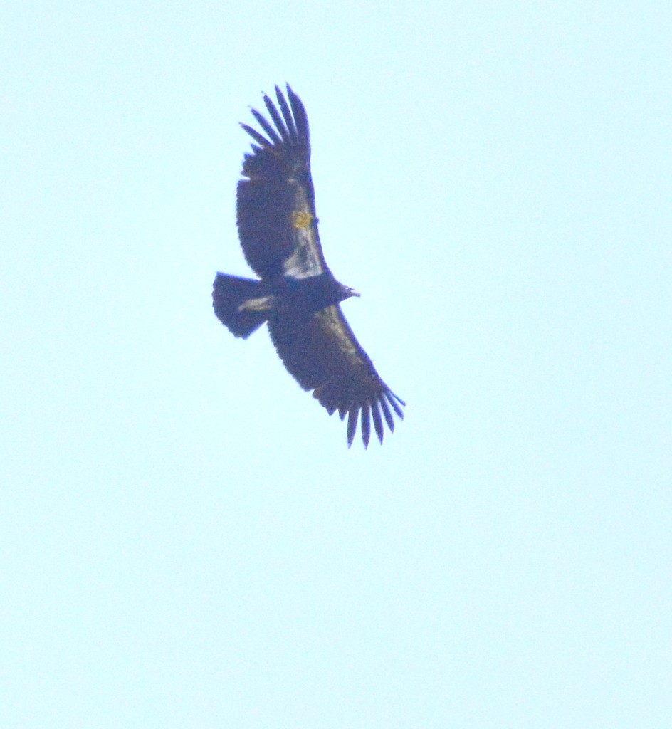 Condor de Californie - ML620006644