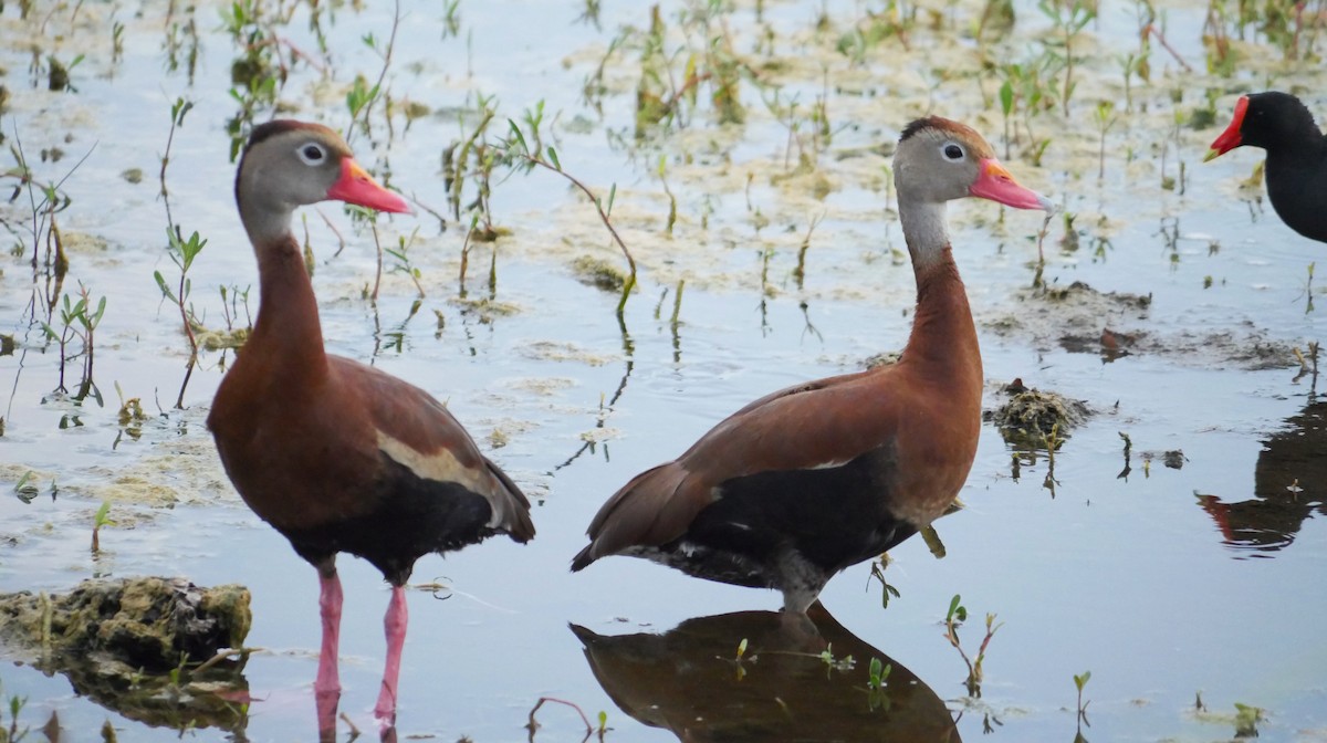 Black-bellied Whistling-Duck - ML620006651