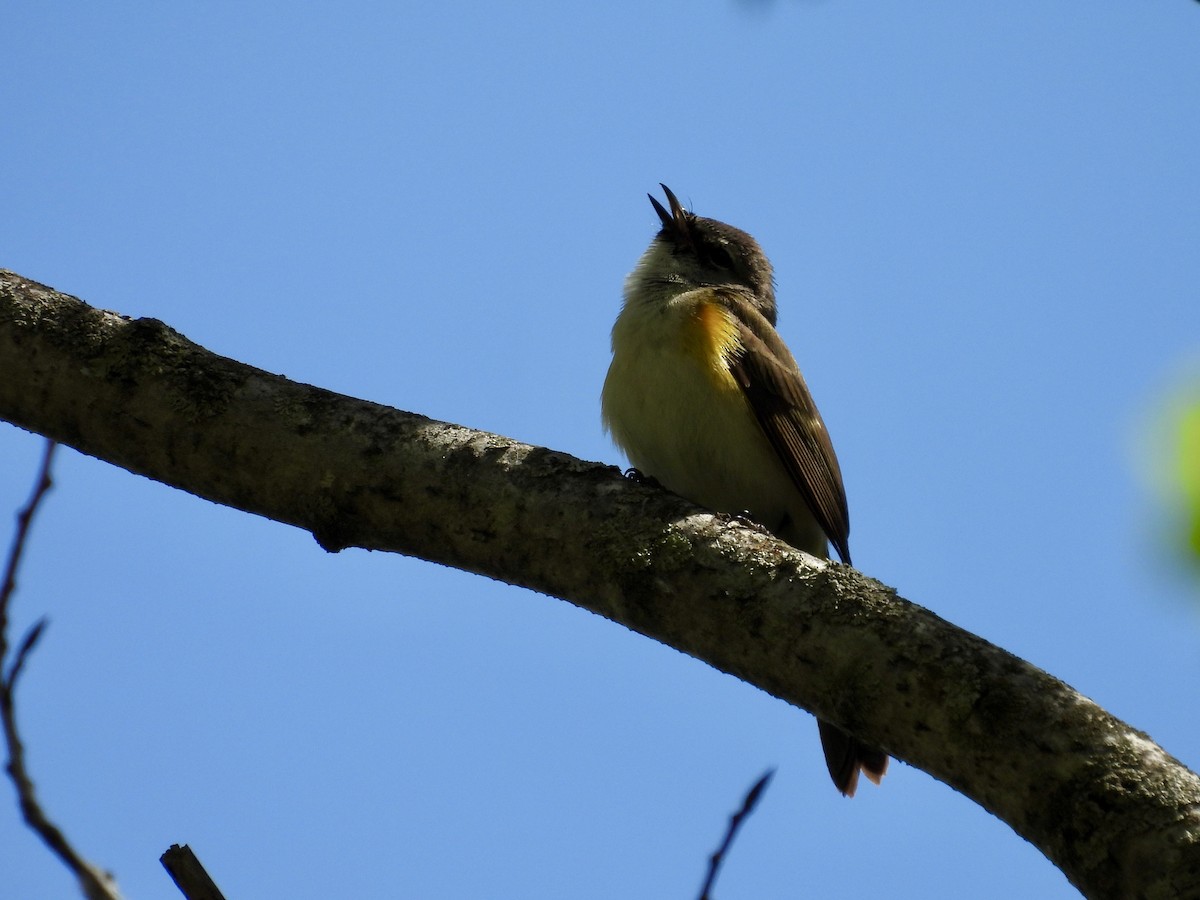 American Redstart - ML620006659