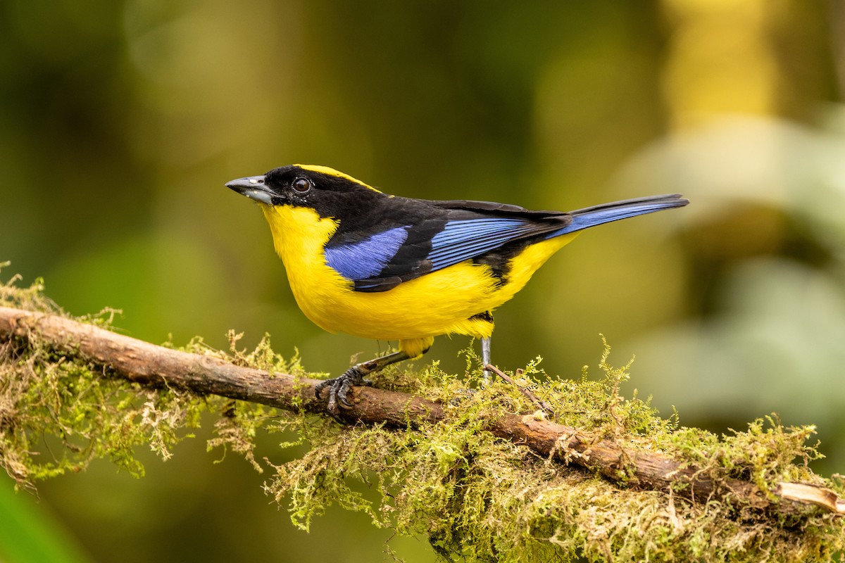 Blue-winged Mountain Tanager - ML620006660