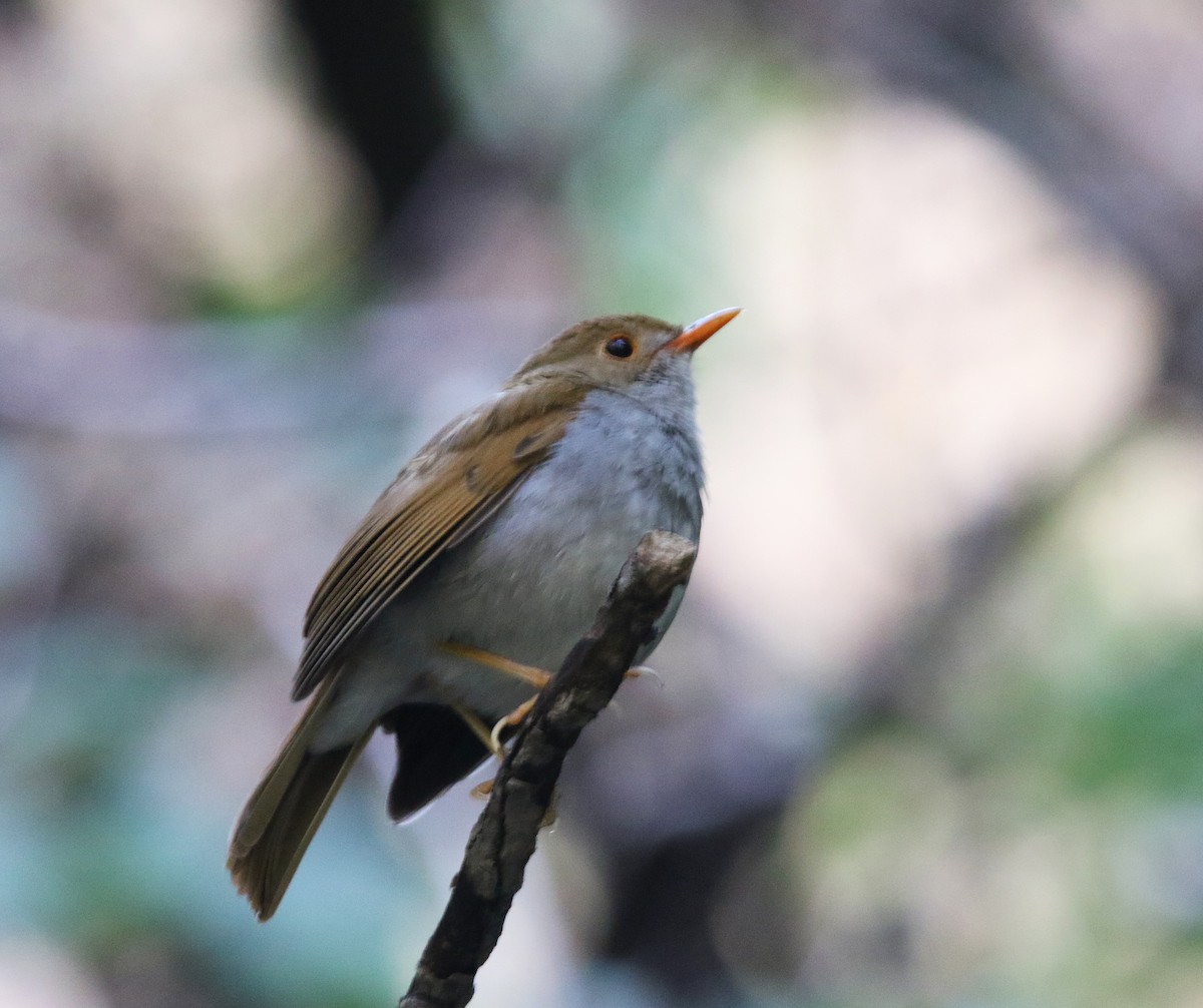 Orange-billed Nightingale-Thrush - ML620006661