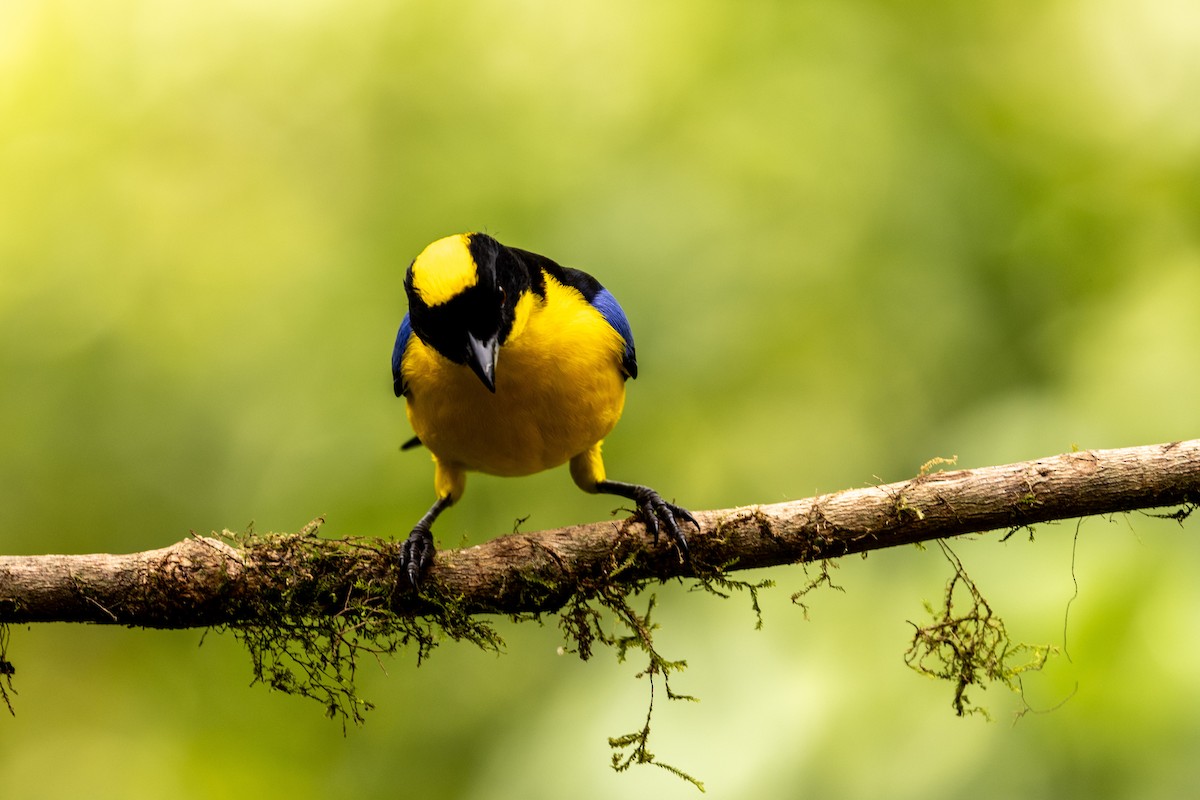 Blue-winged Mountain Tanager - ML620006662