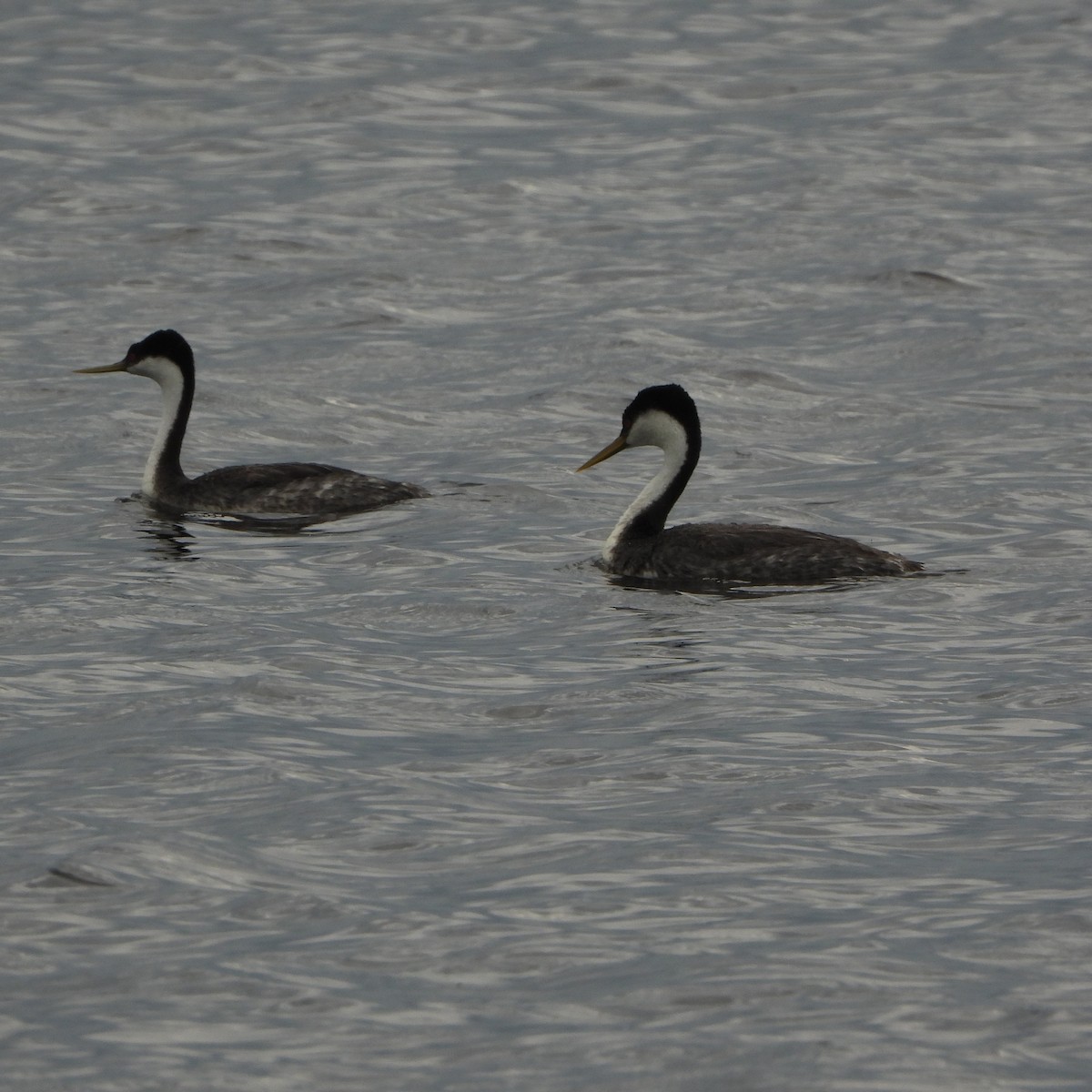 Western Grebe - ML620006672