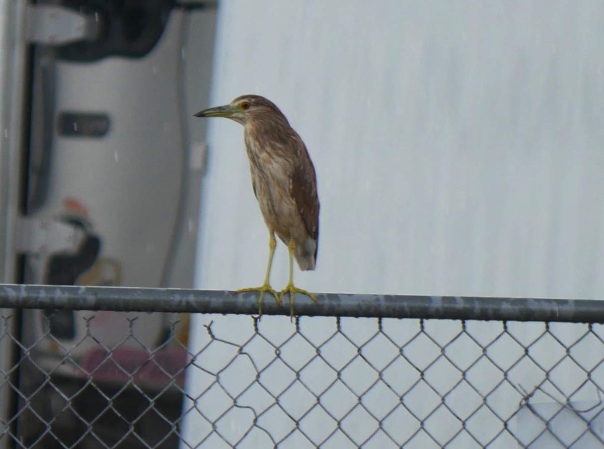 Black-crowned Night Heron - ML620006673