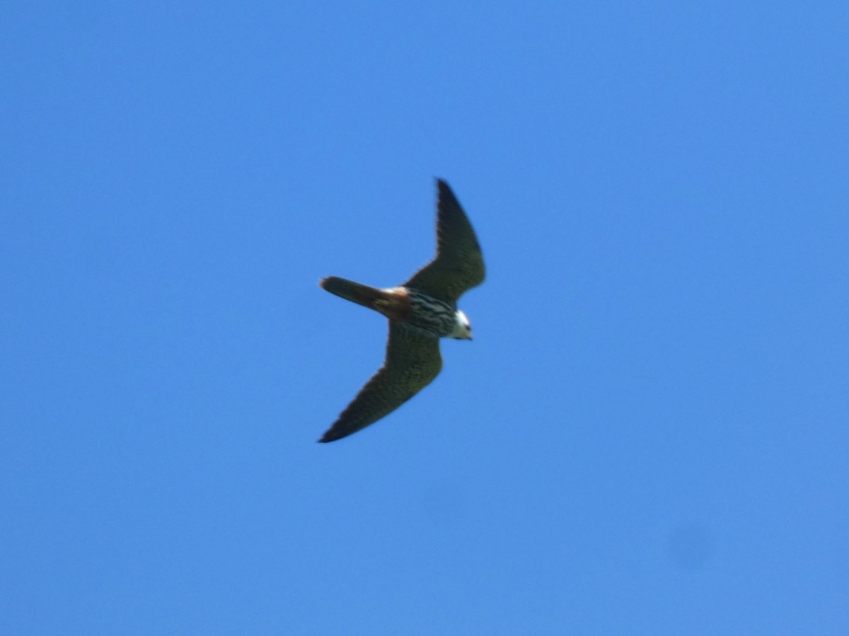 Eurasian Hobby - ML620006676