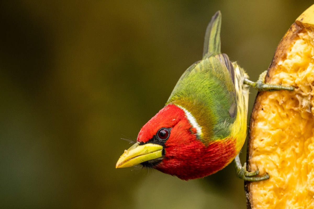 Red-headed Barbet - ML620006677