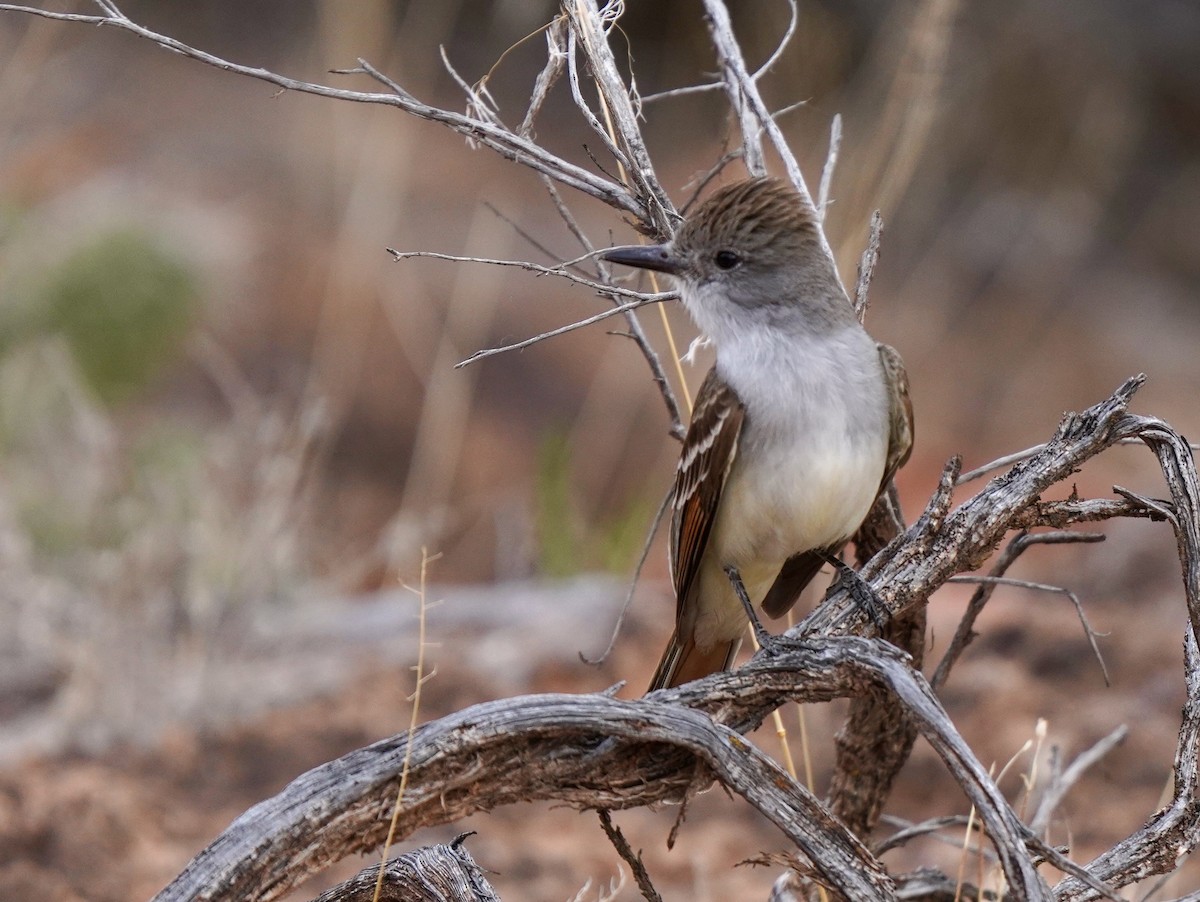 Ash-throated Flycatcher - ML620006679