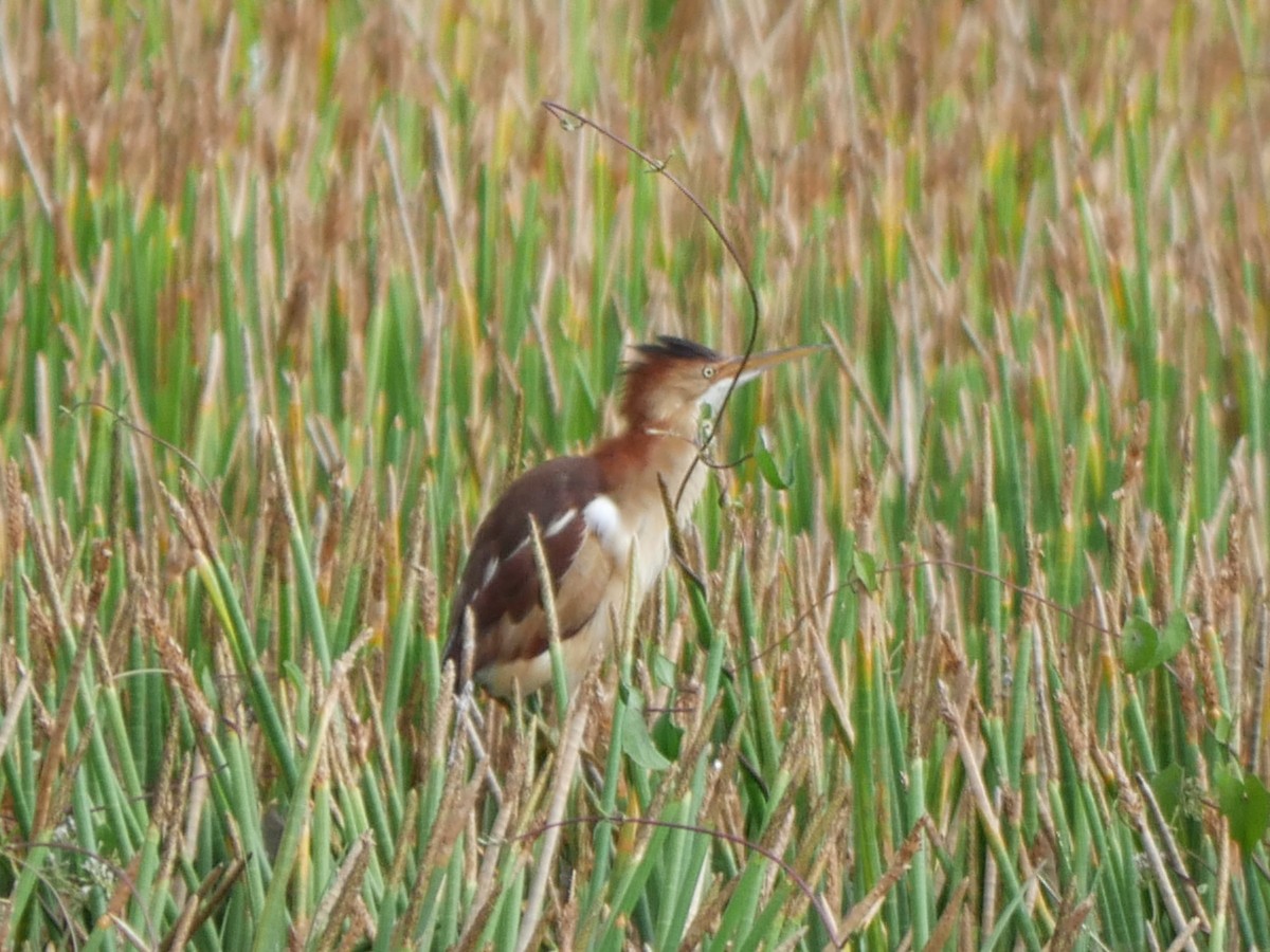 Least Bittern - ML620006682