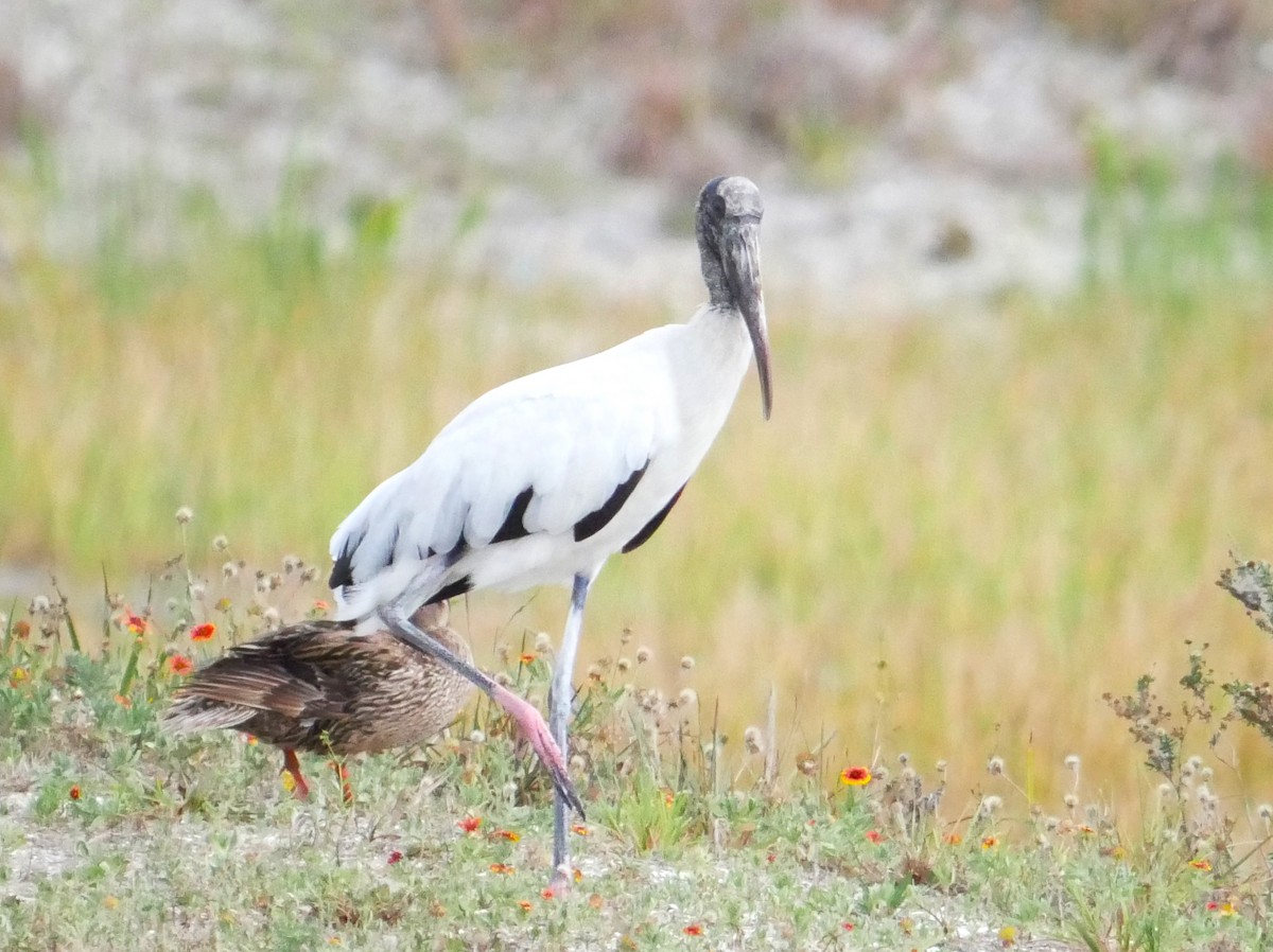 Wood Stork - ML620006688