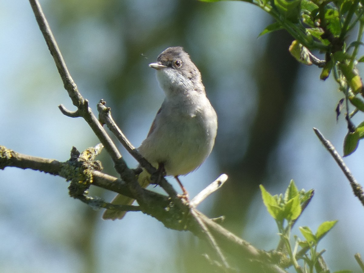 Greater Whitethroat - ML620006689