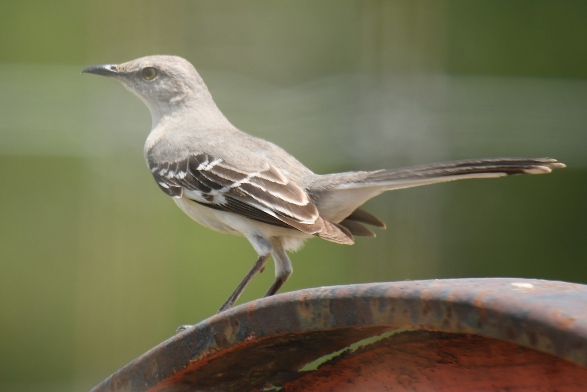 Northern Mockingbird - ML620006694